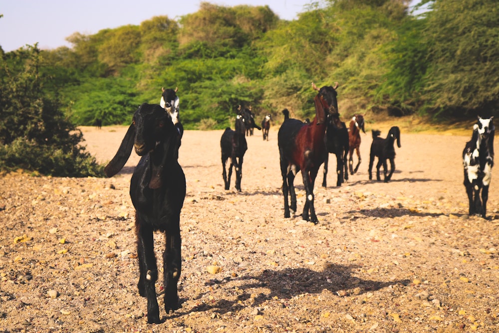 a herd of horses walking across a dirt field