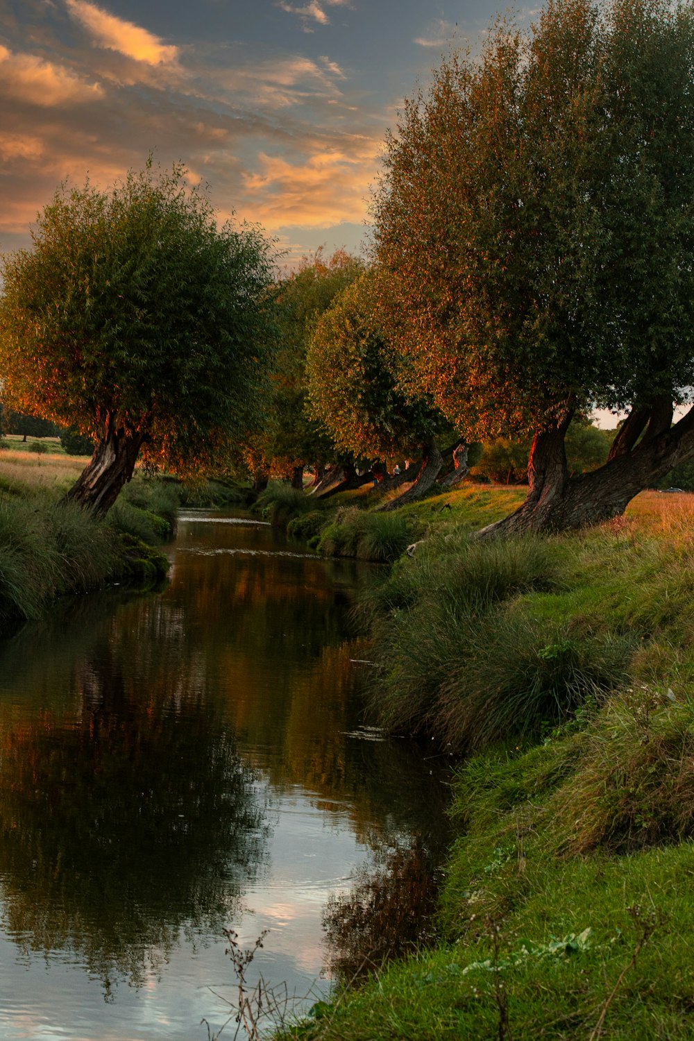 a river running through a lush green forest