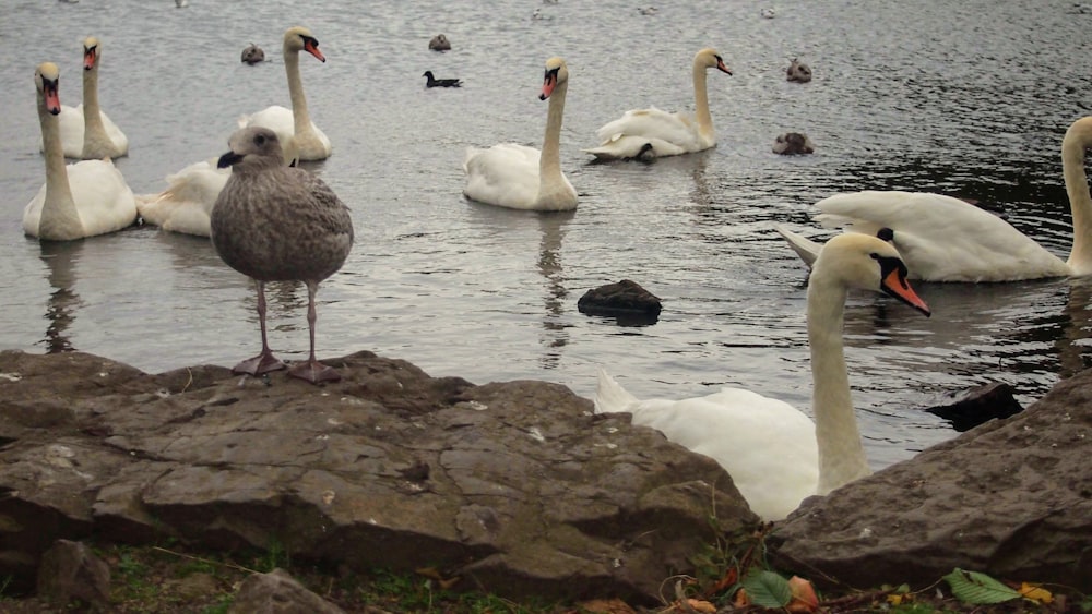 a flock of swans swimming on top of a lake