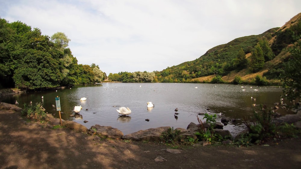 a group of swans swimming in a lake