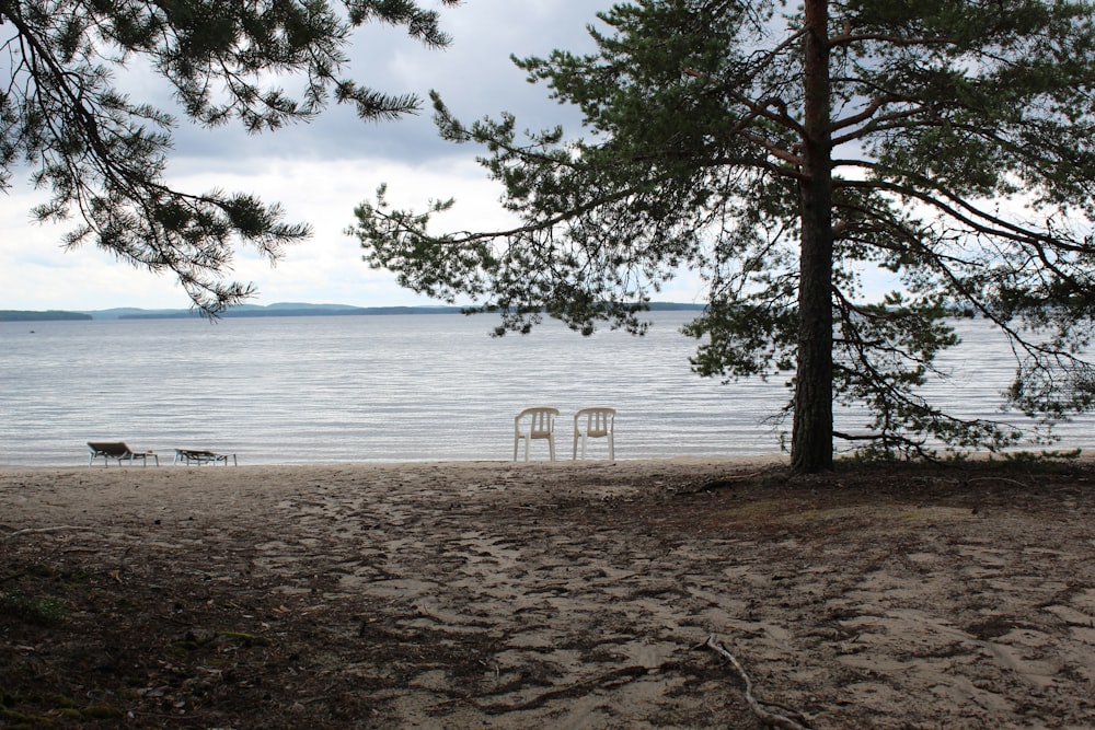a chair and a tree on a beach