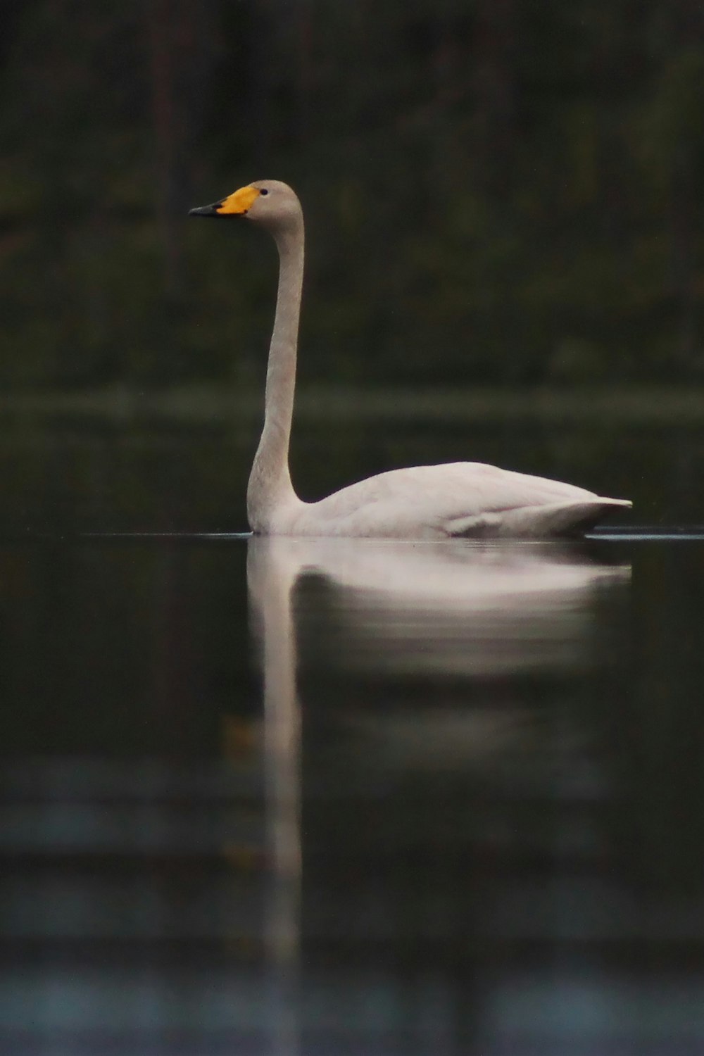 a white swan floating on top of a body of water