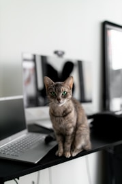 a cat sitting on top of a desk next to a laptop computer