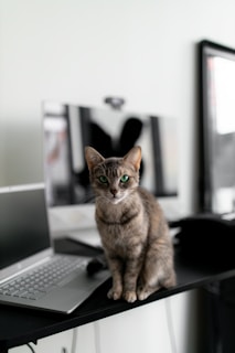 a cat sitting on top of a desk next to a laptop computer