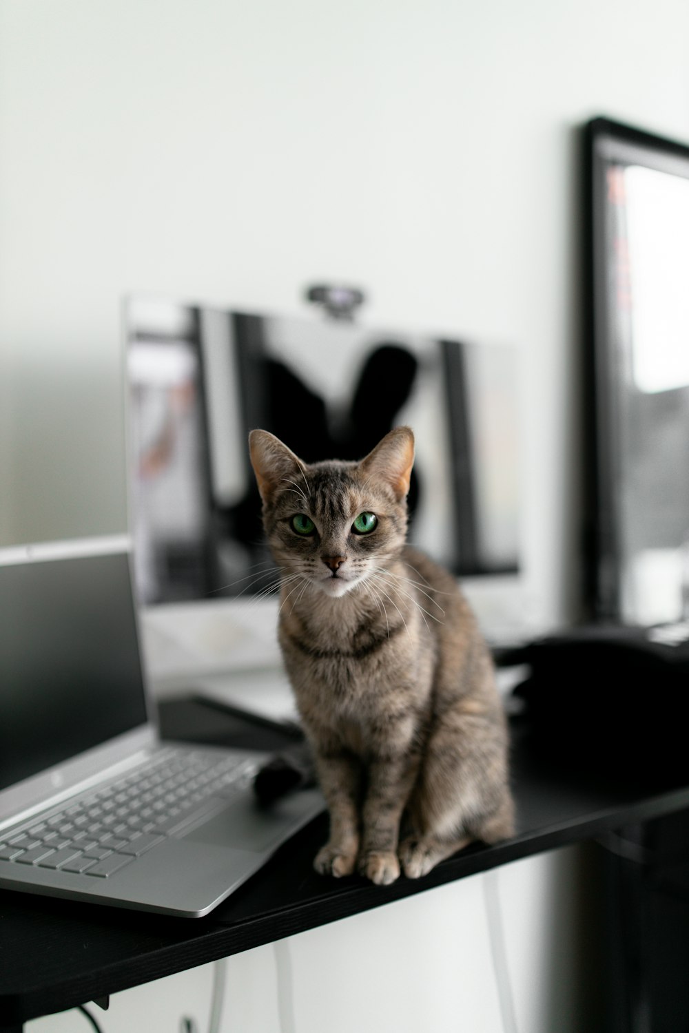 a cat sitting on top of a desk next to a laptop computer