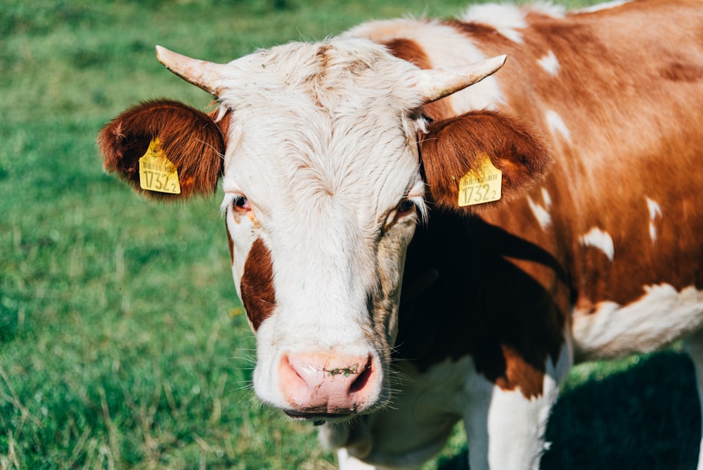 a brown and white cow standing on top of a lush green field