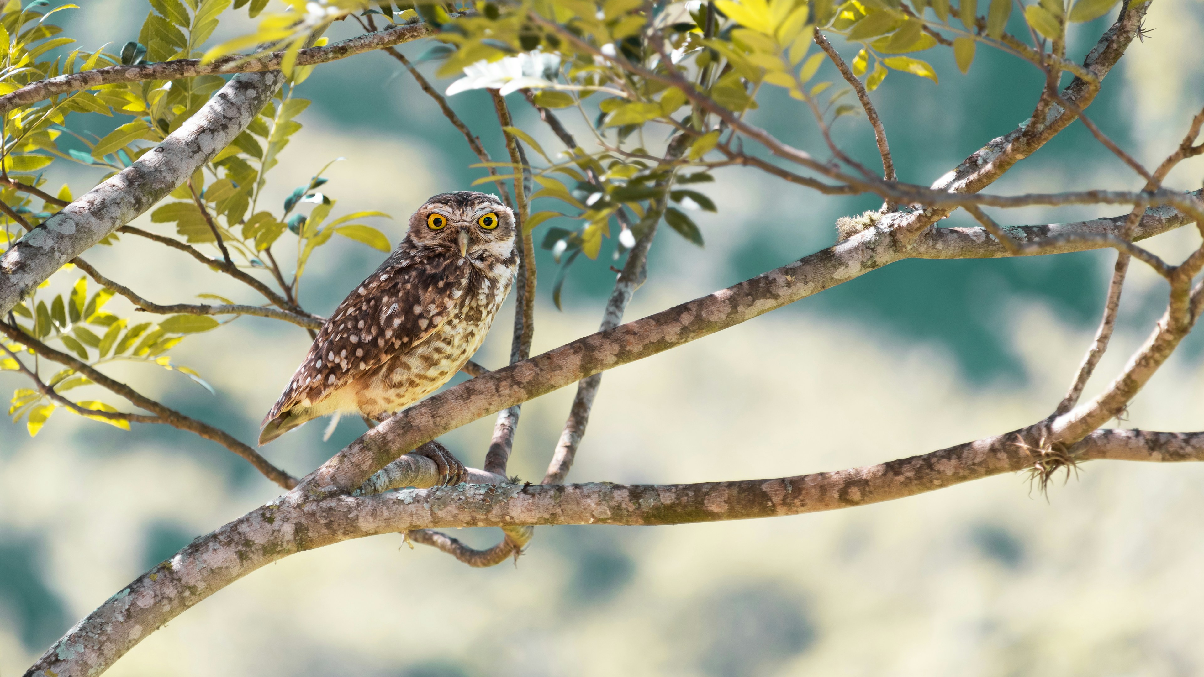 a small owl perched on a tree branch