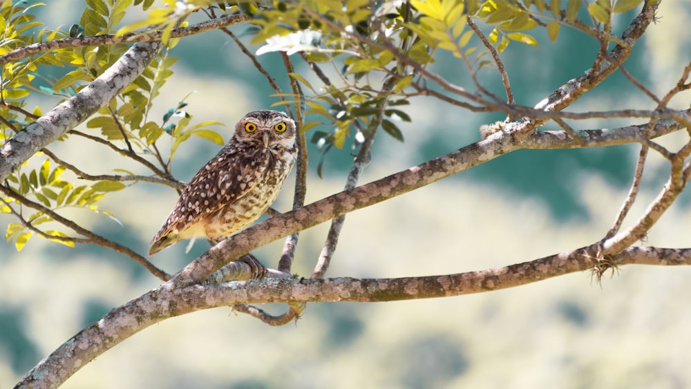 a small owl perched on a tree branch