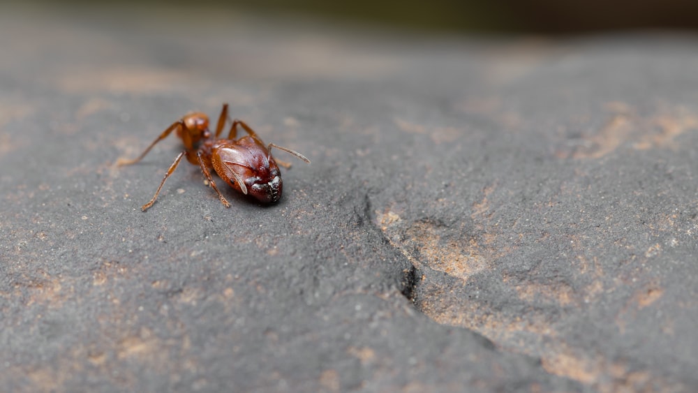um close up de um inseto em uma rocha