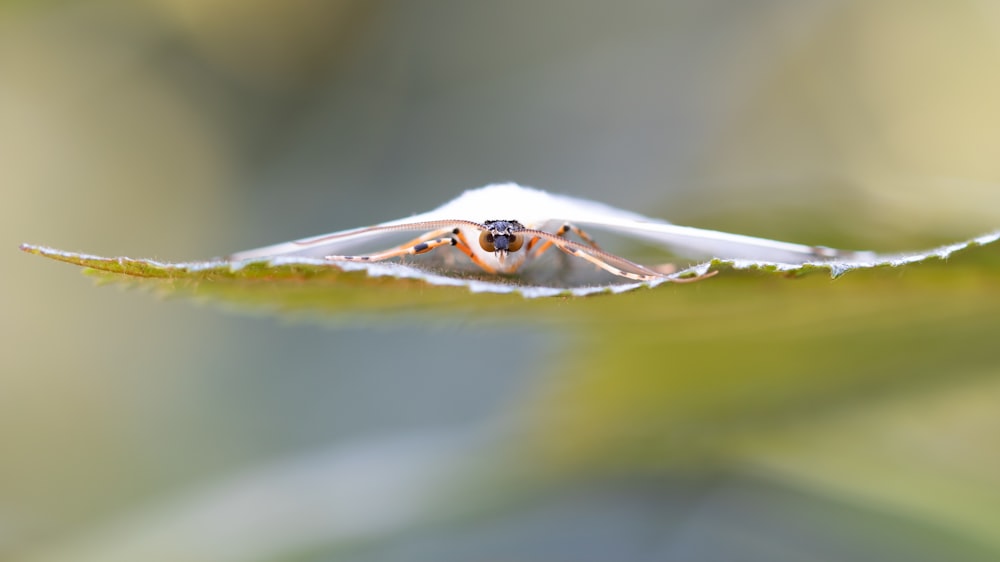 a close up of a bug on a leaf