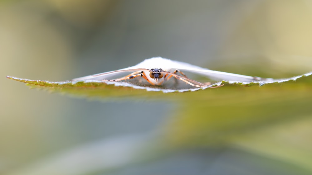 Nahaufnahme eines Käfers auf einem Blatt