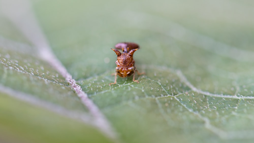 a close up of a bug on a leaf