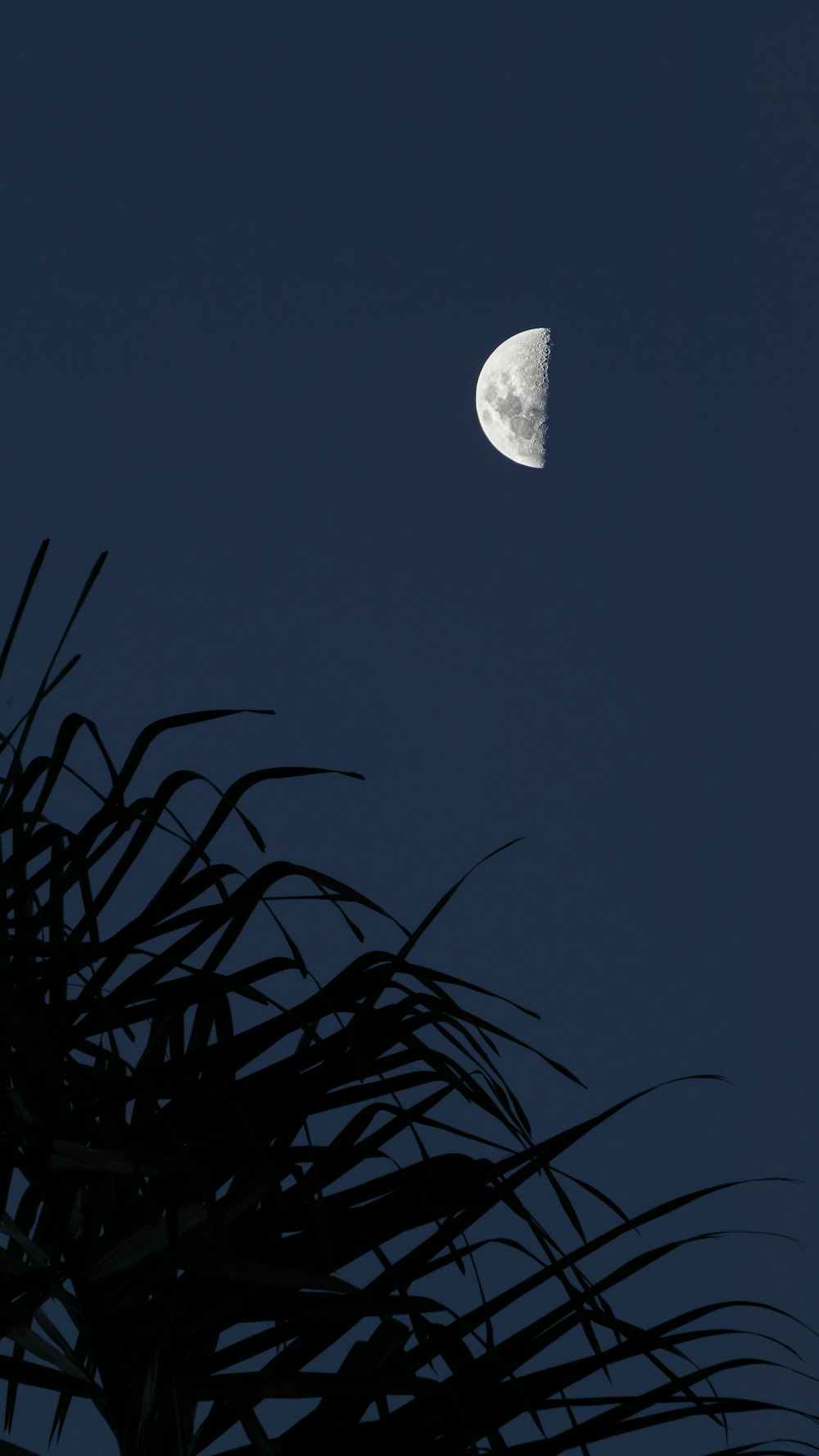 the moon is seen through the branches of a palm tree