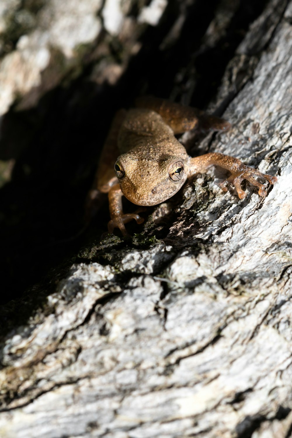Una rana è seduta su un ramo di un albero