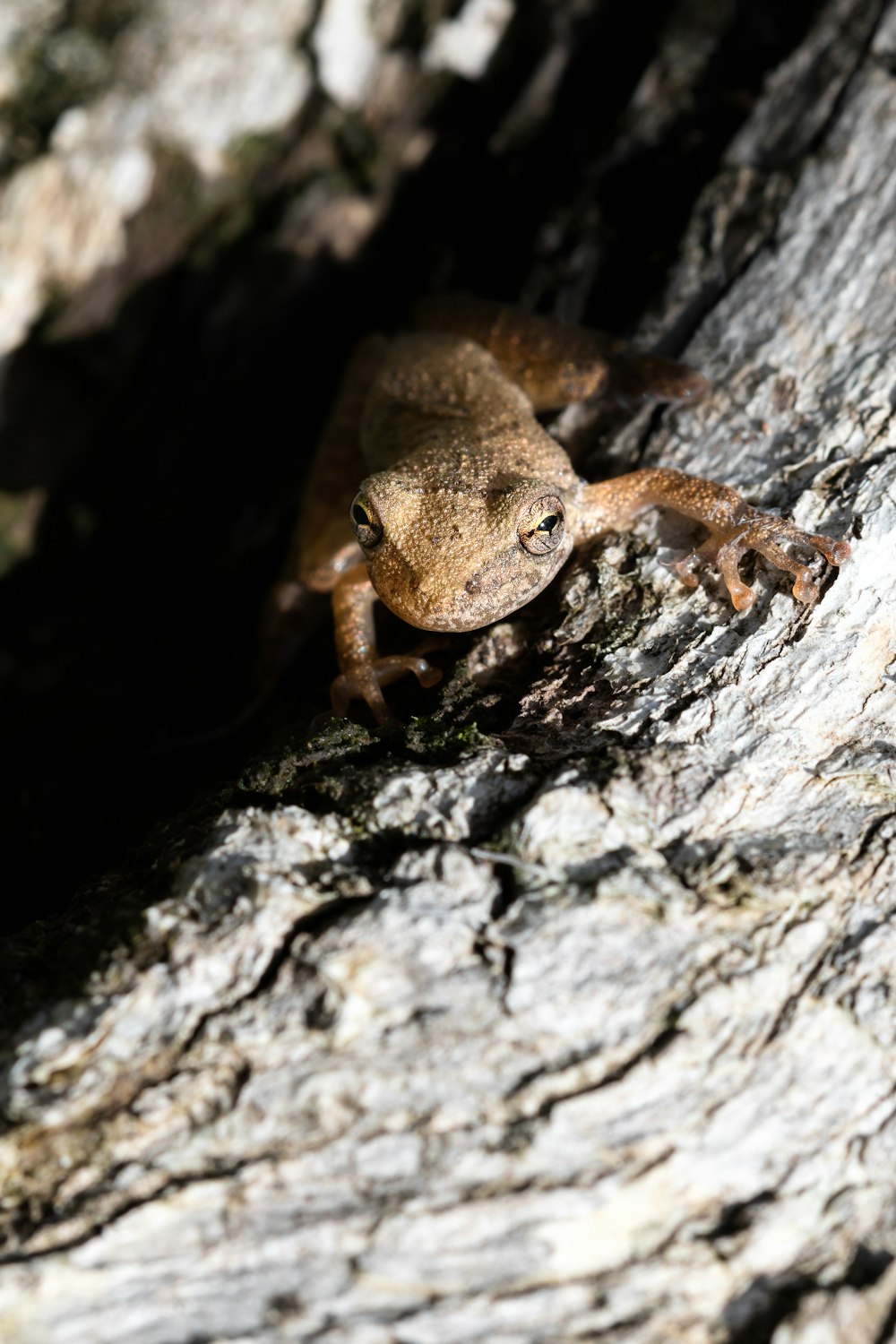 a frog is sitting on a tree branch