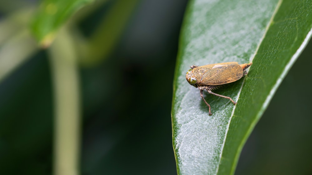 a brown bug sitting on top of a green leaf