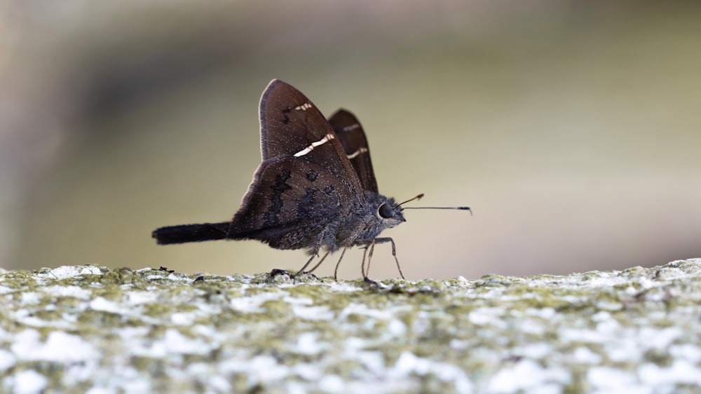 un petit papillon brun debout sur une surface moussue