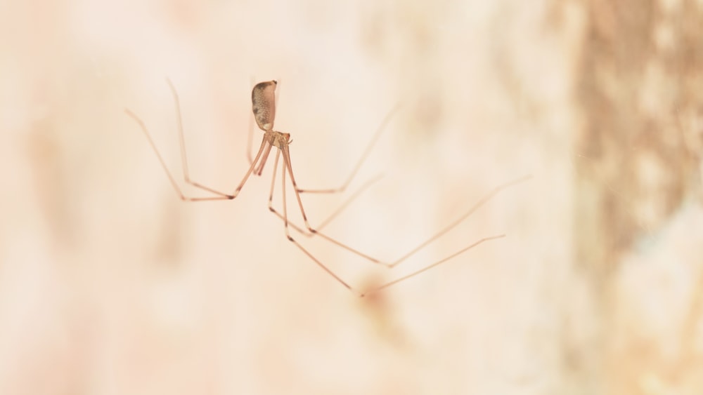 a close up of a spider on a wall