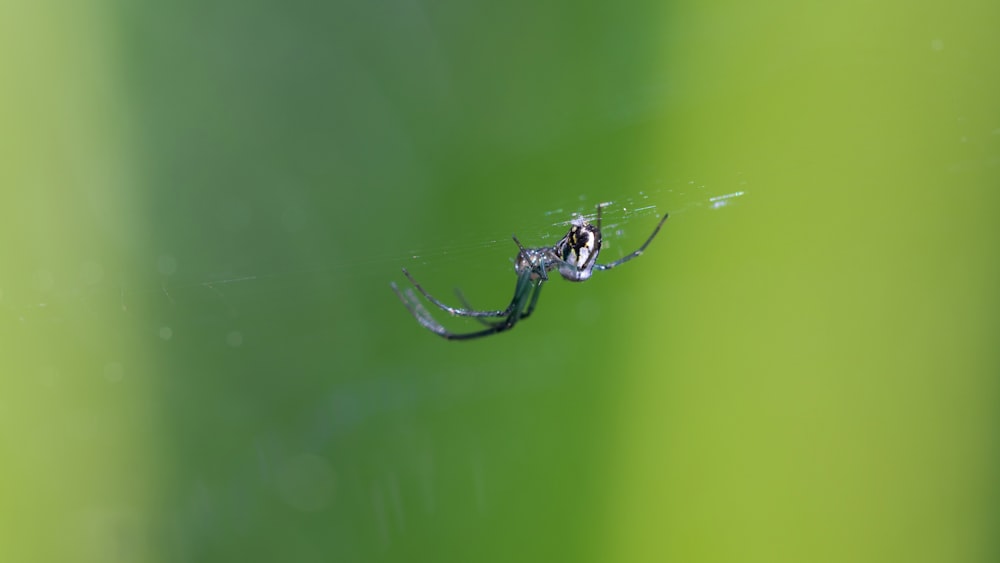 Une araignée noire et blanche sur sa toile