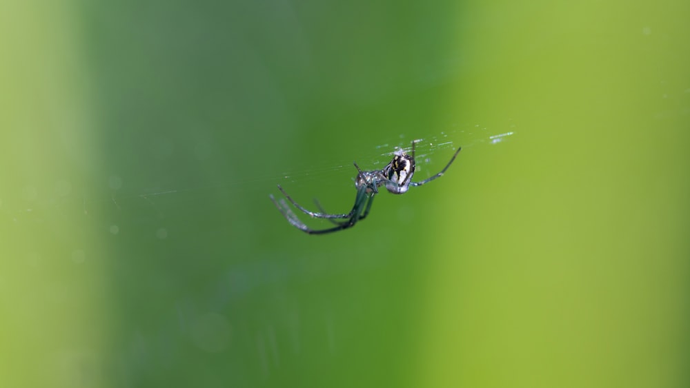 a black and white spider on its web