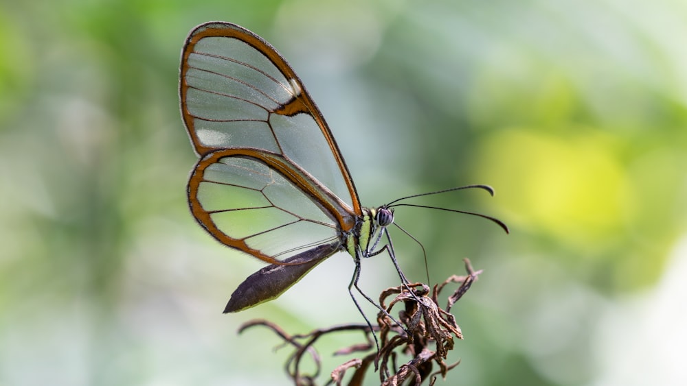 a close up of a butterfly on a plant