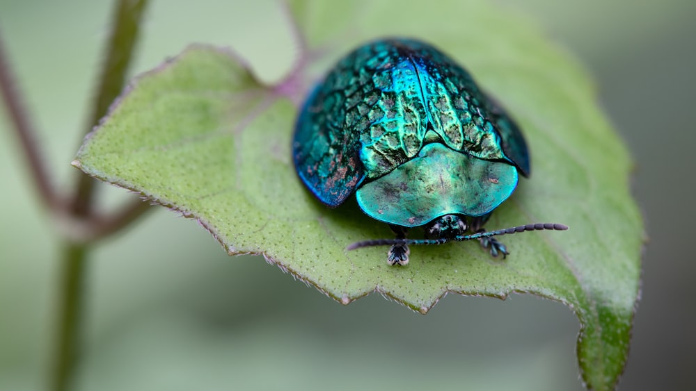a blue beetle sitting on top of a green leaf
