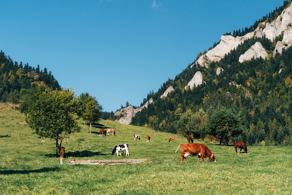 a herd of cattle grazing on a lush green hillside