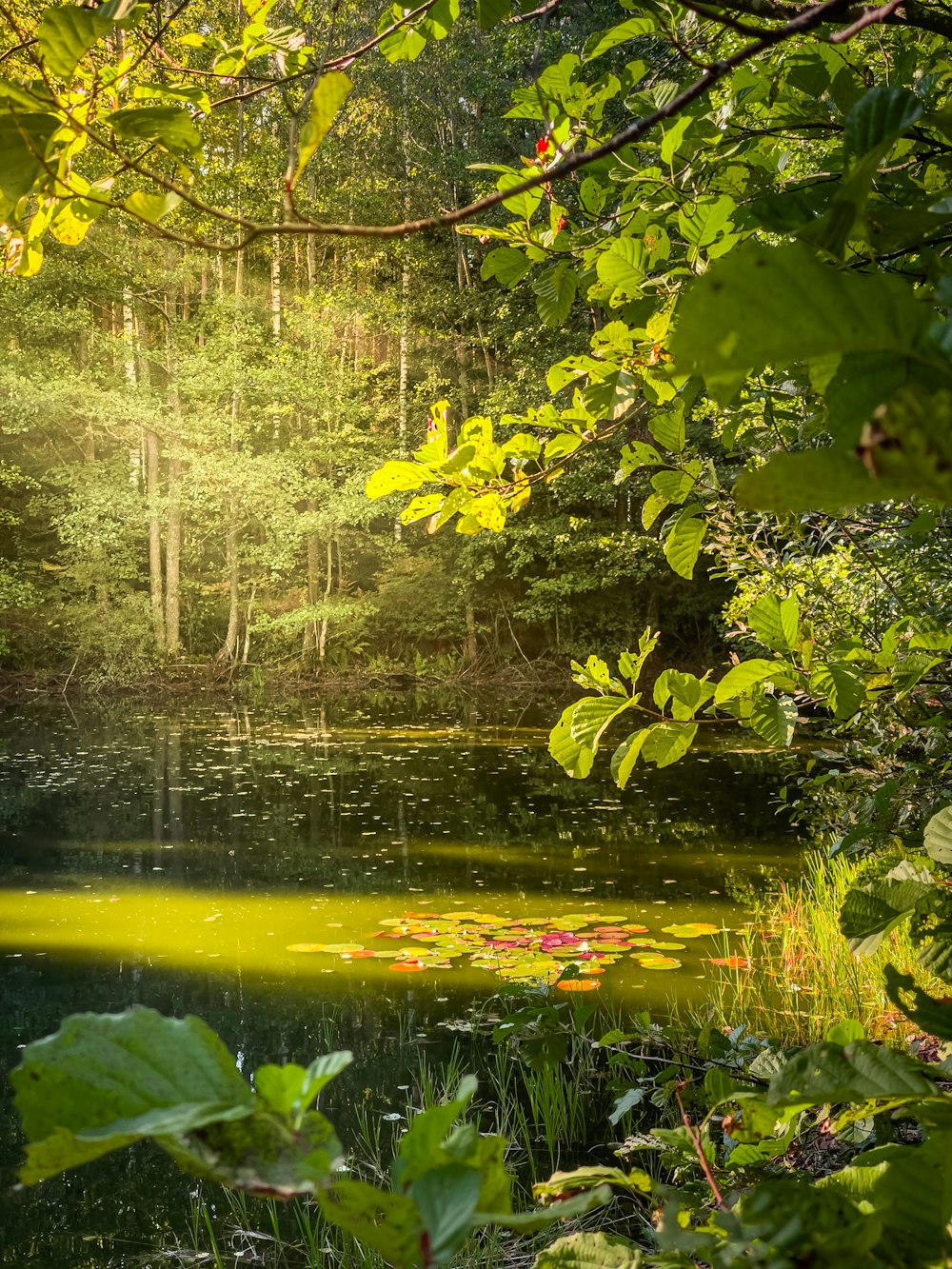 a small pond surrounded by trees in a forest