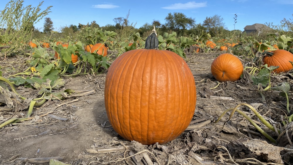 a field full of pumpkins sitting on the ground