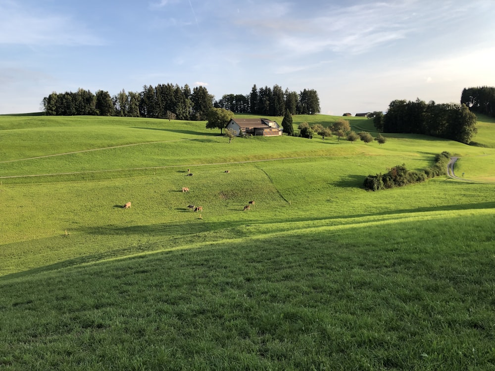 a green field with a house in the distance