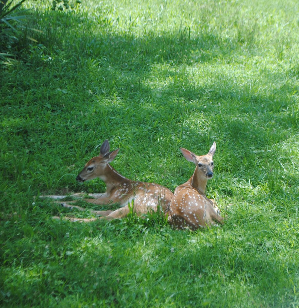 un couple de cerfs couchés sur un champ verdoyant