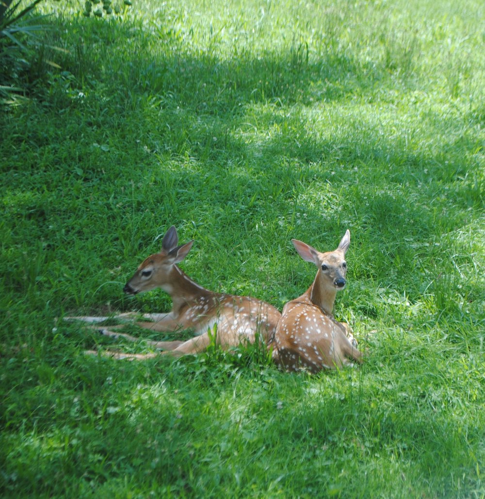 a couple of deer laying on top of a lush green field