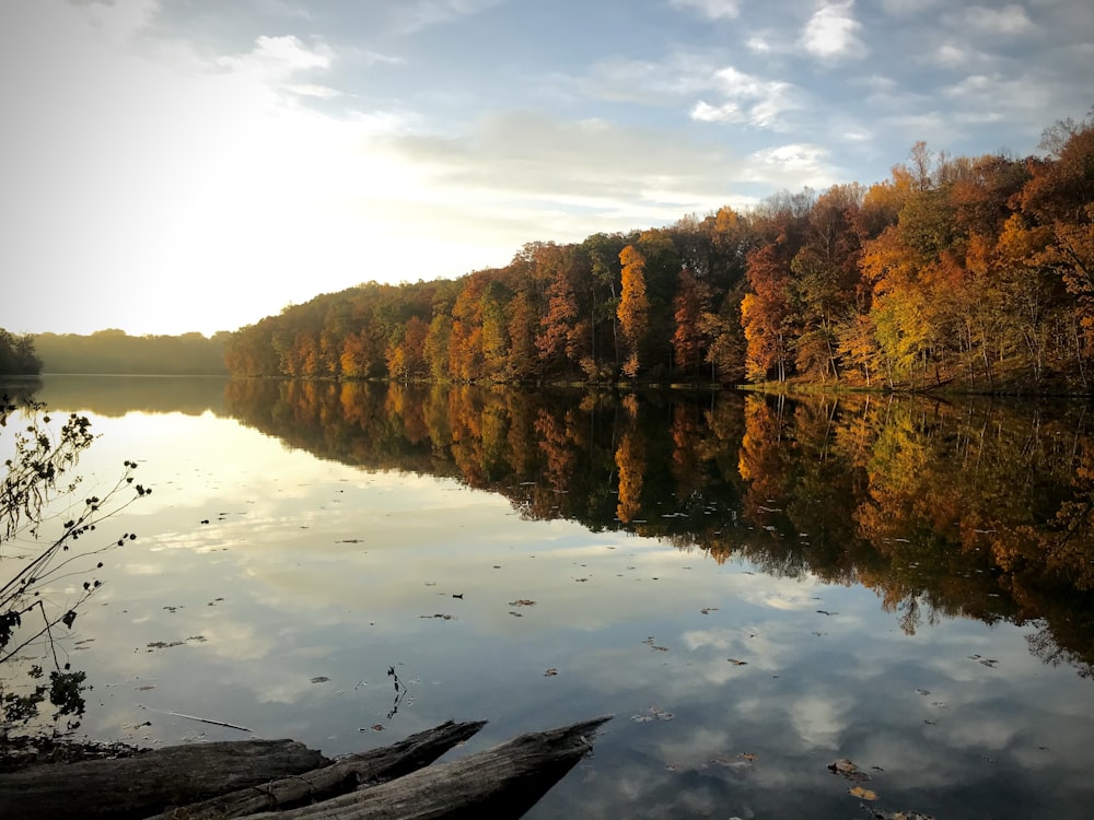 a body of water surrounded by a forest