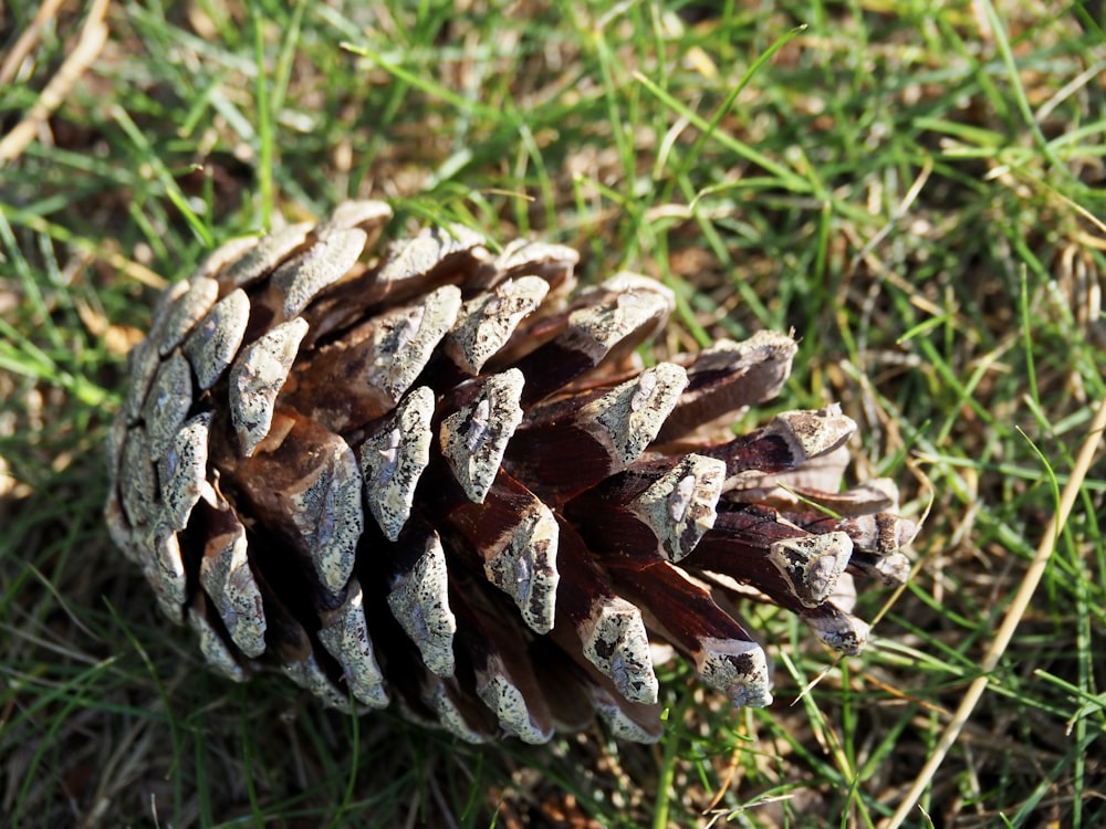 a close up of a pine cone on the ground