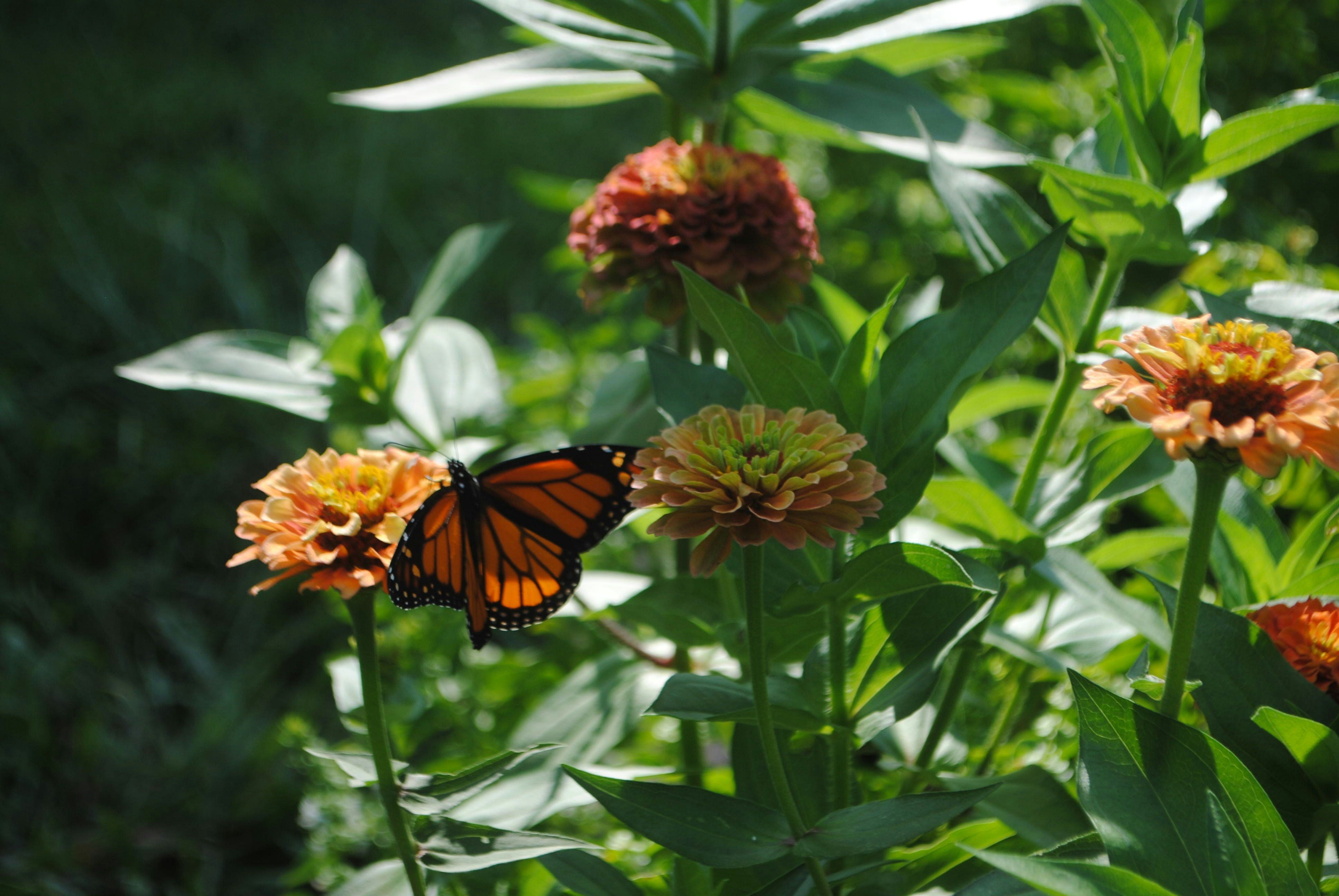 a close up of a butterfly on a flower