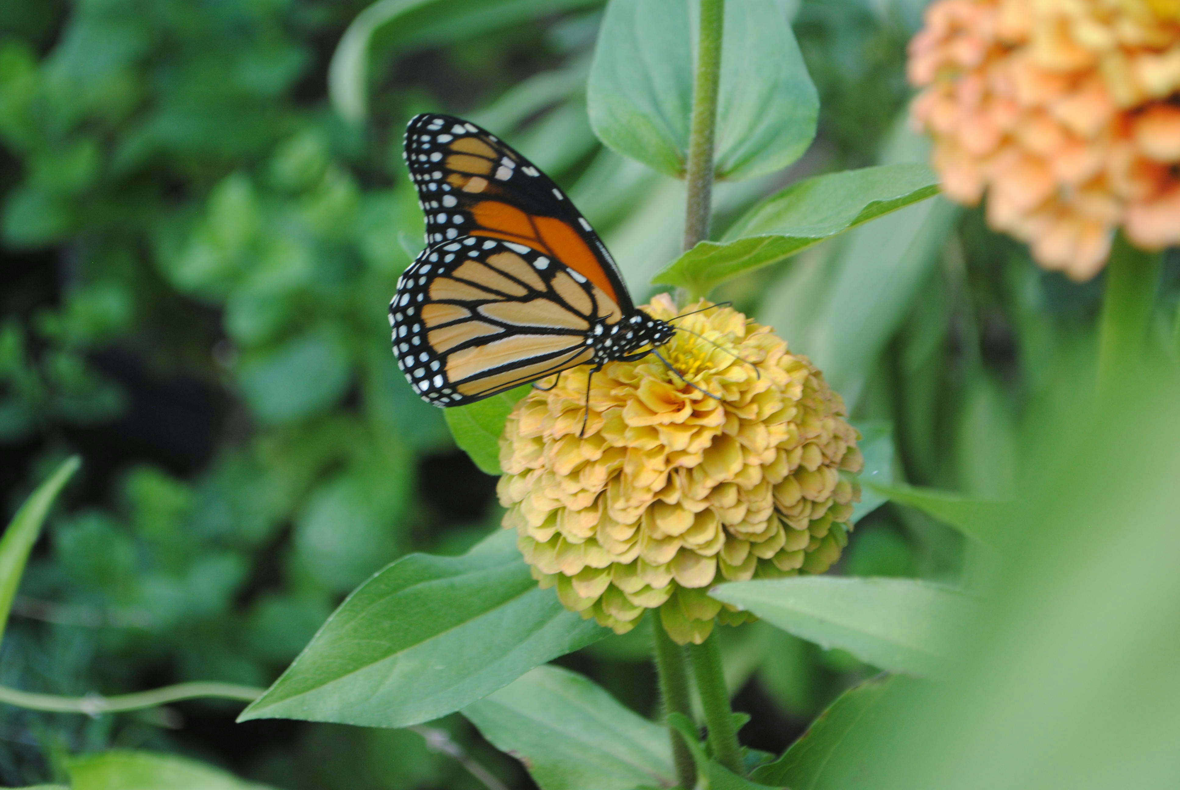 a monarch butterfly sitting on a yellow flower