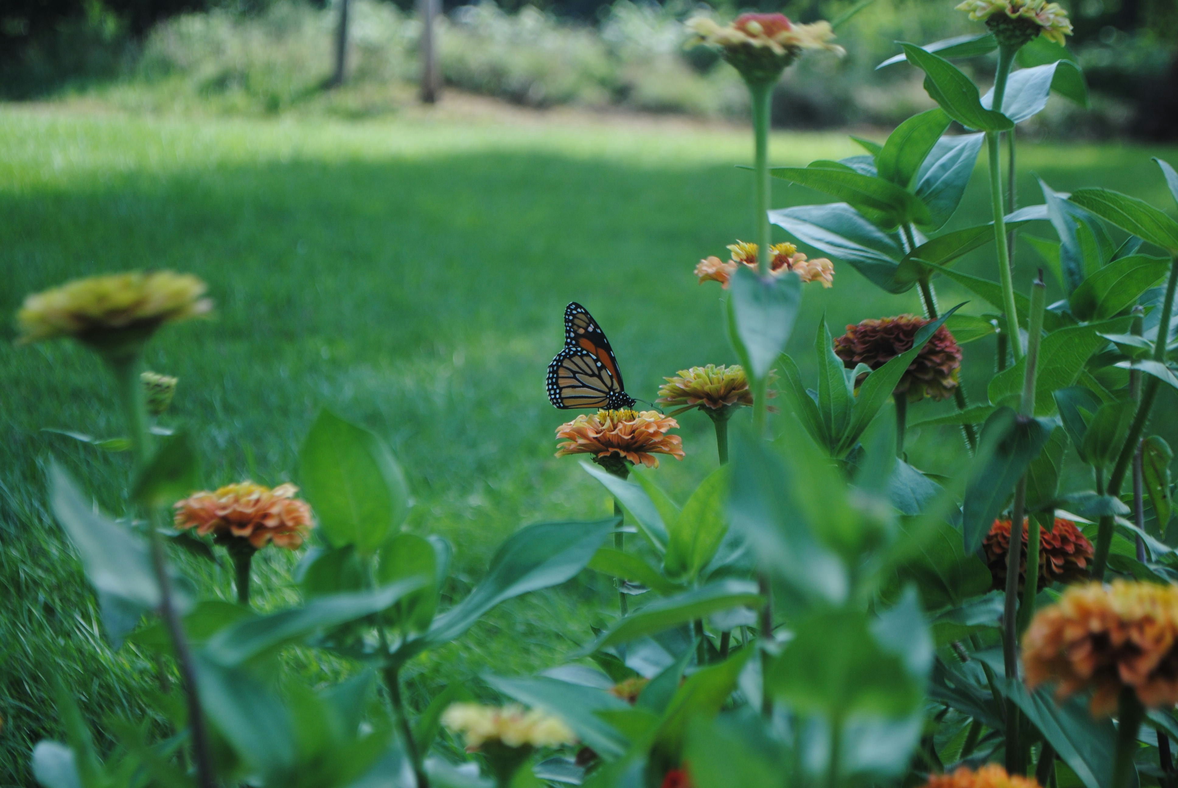 Ein Schmetterling sitzt auf einer Blume auf einem Feld