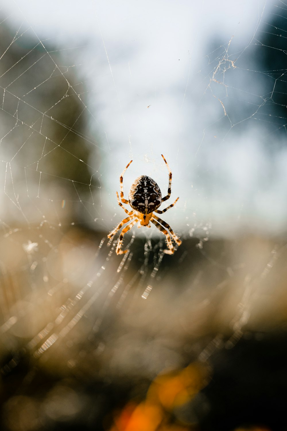 Gros plan d’une araignée sur une toile