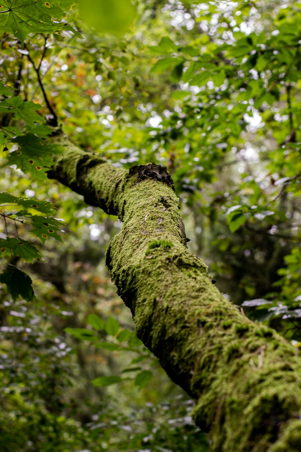 a mossy tree in the middle of a forest