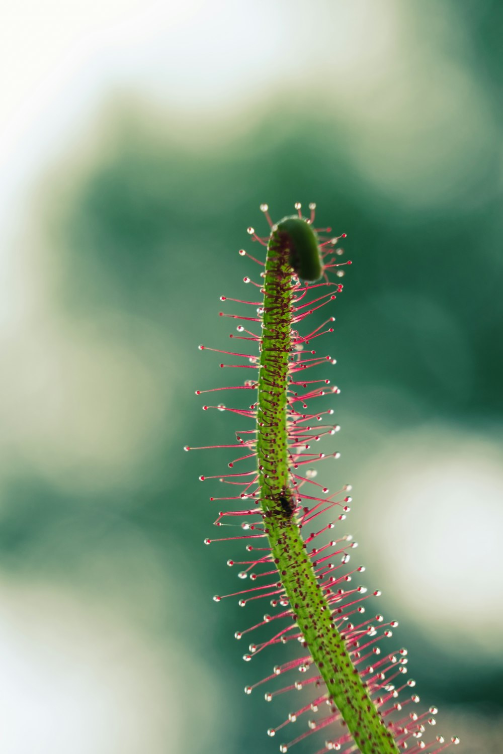 水滴が乗った植物のクローズアップ