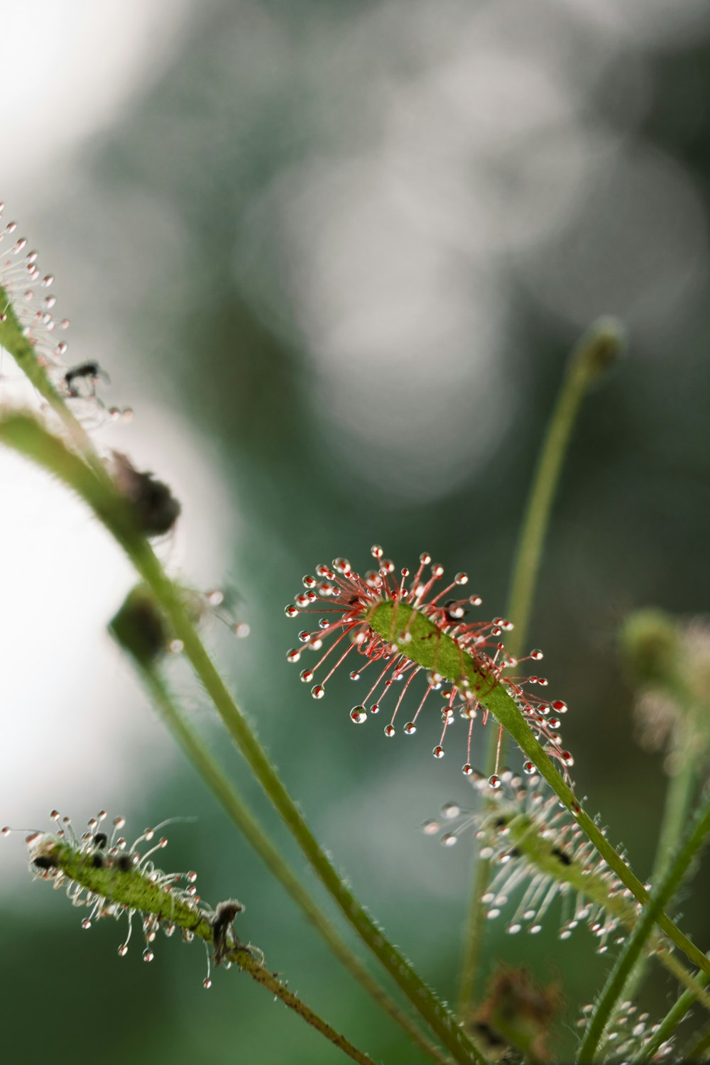 un gros plan d’une plante avec des gouttes d’eau dessus