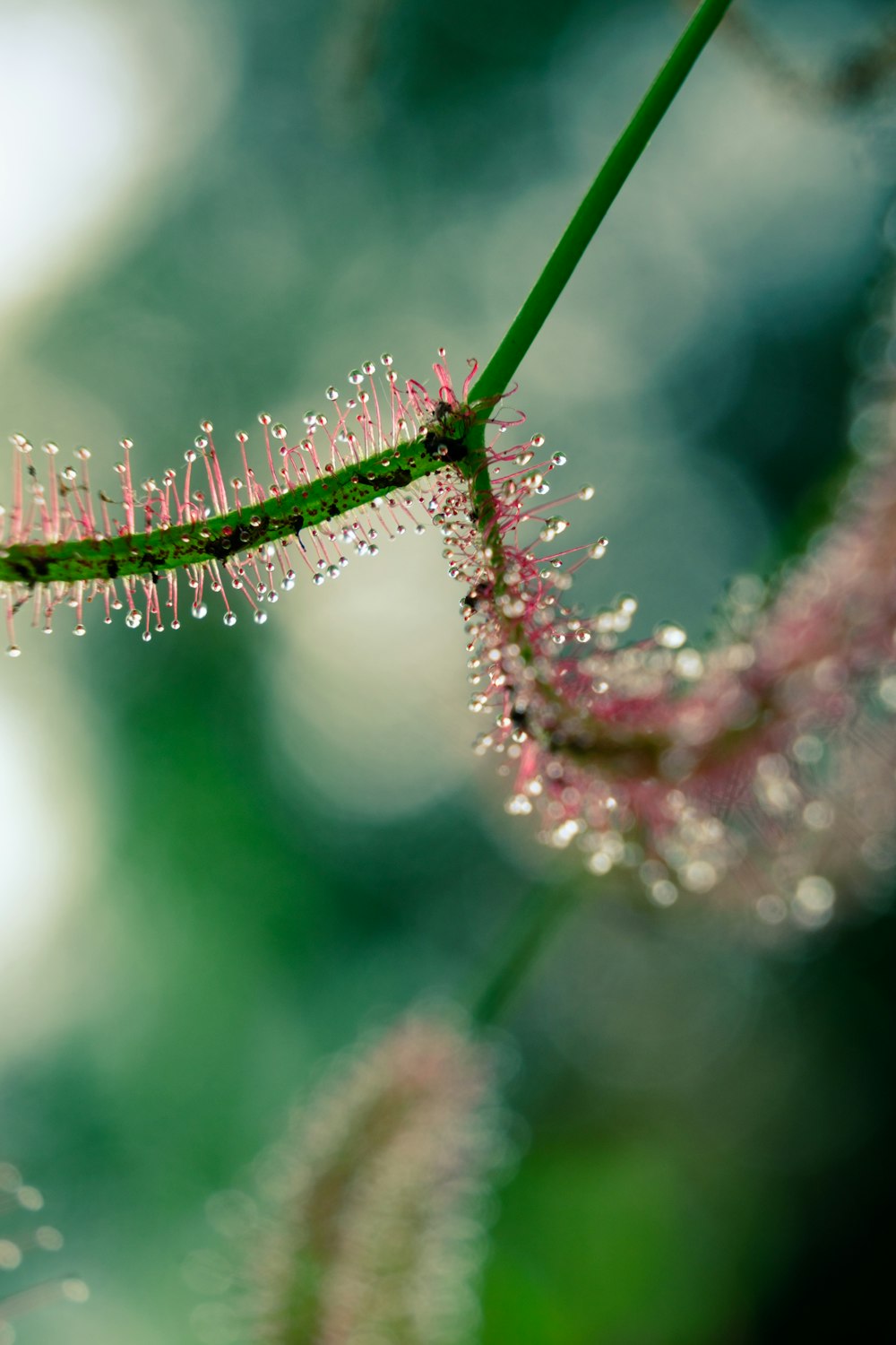 a close up of a plant with drops of water on it