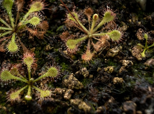 Circular, green carnivorous plants with red, hair-like structures are spread across a dark, earthy soil. The plants have a sticky appearance with dew-like droplets at the tips of the red hairs.