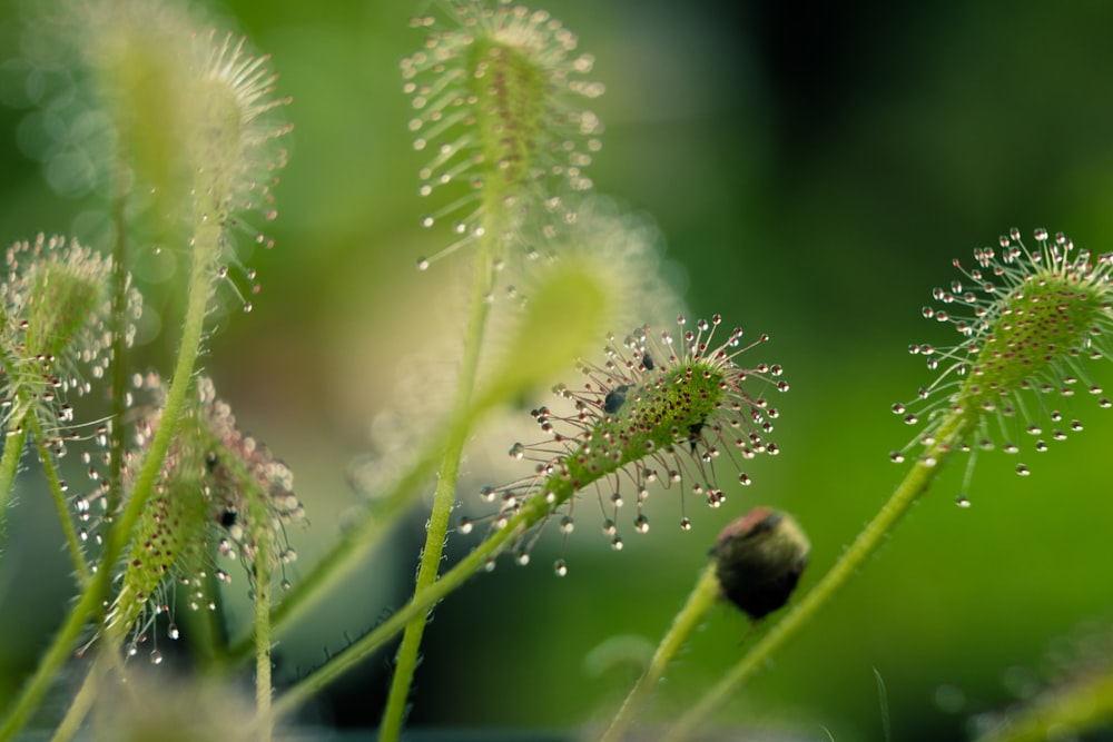 un gros plan d’une plante avec des gouttes d’eau dessus