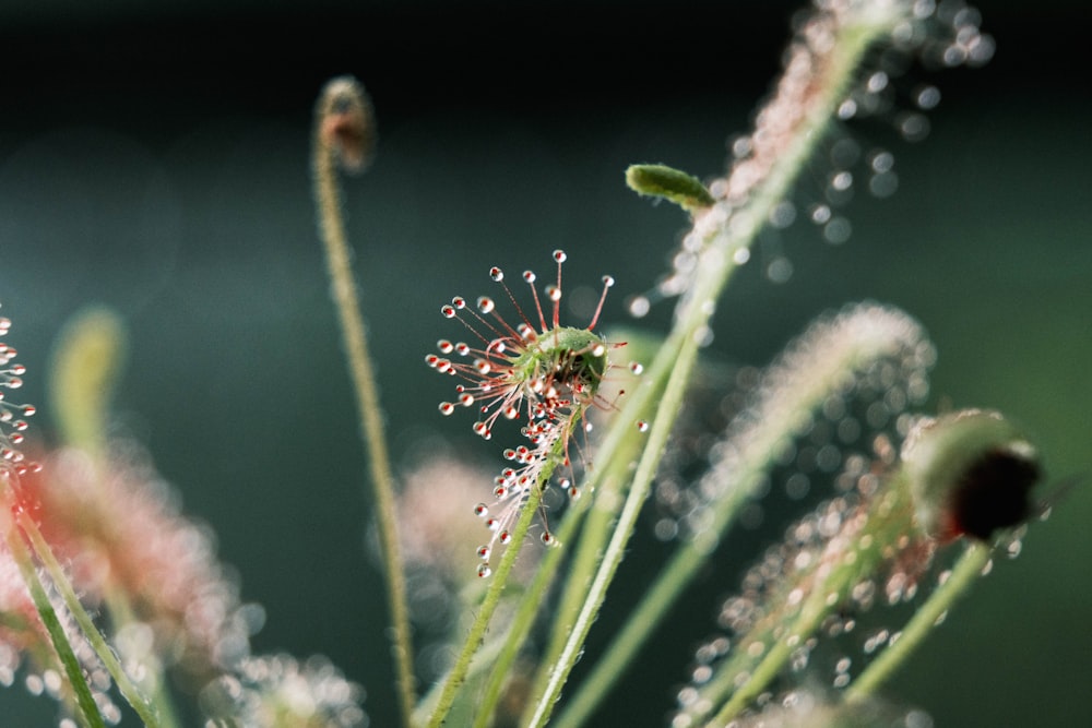 un gros plan d’une plante avec des gouttes d’eau dessus