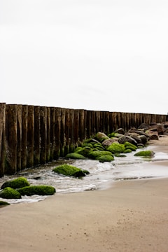A coastal scene with a line of wooden breakwaters extending into the distance. The breakwaters are weathered and covered with green seaweed. Waves gently lap against the rocks and sand, creating a serene shoreline environment.