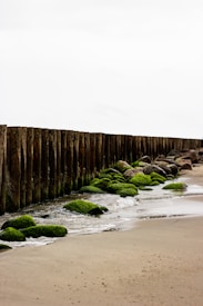 A coastal scene with a line of wooden breakwaters extending into the distance. The breakwaters are weathered and covered with green seaweed. Waves gently lap against the rocks and sand, creating a serene shoreline environment.