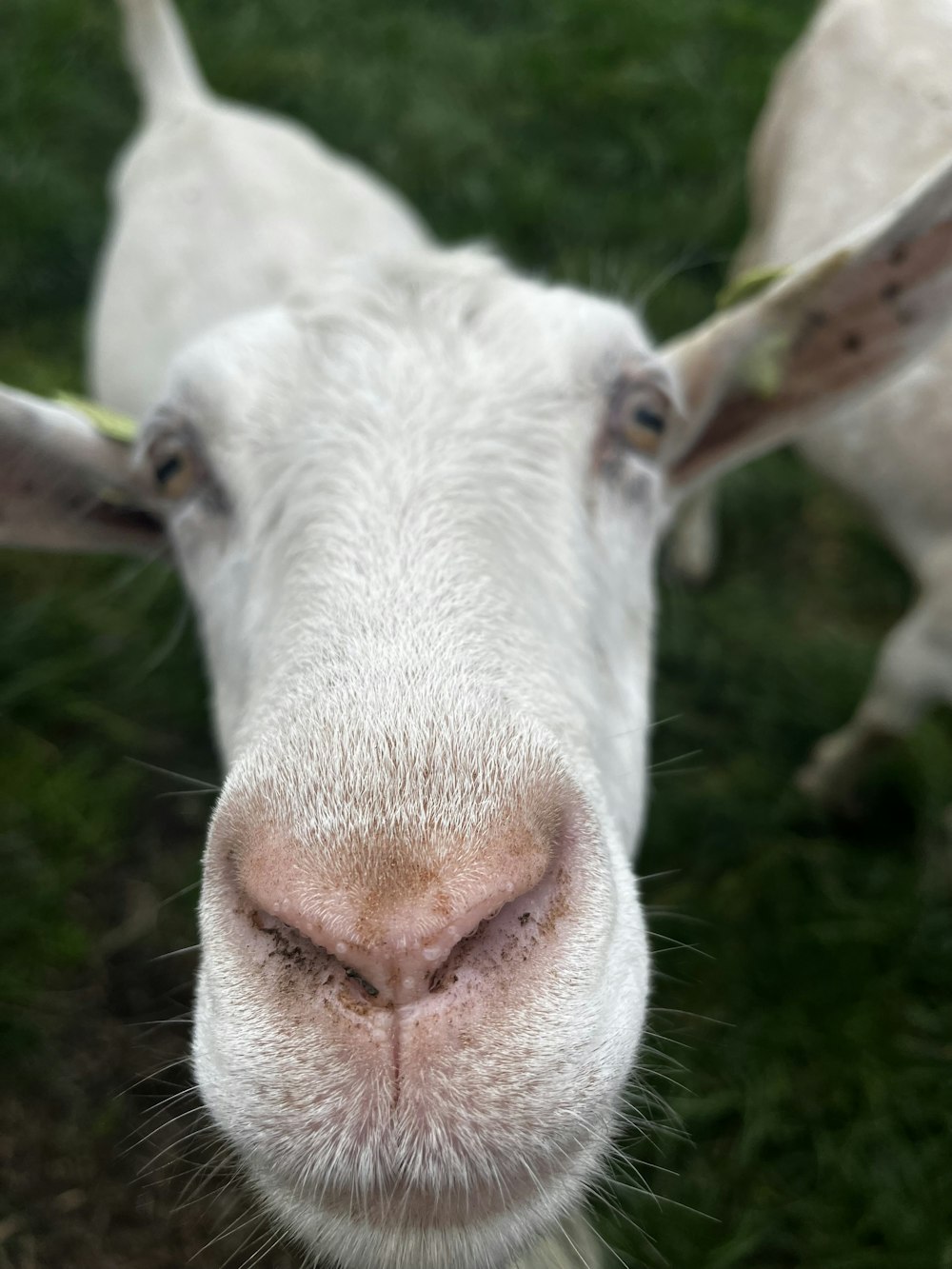 a close up of a goat's face with grass in the background