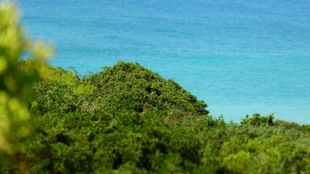 a giraffe standing on top of a lush green hillside