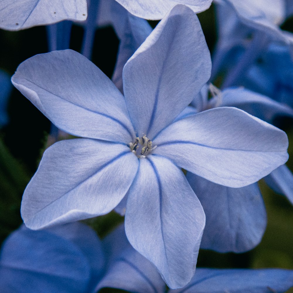 um close up de uma flor azul em uma planta